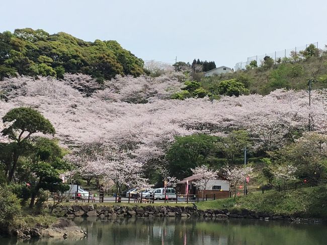 観音ヶ池のほとりには約1,000本のソメイヨシノが植樹され、いっせいに咲き誇った桜の美しさは圧巻です。また夜桜見物もできて期間中はライトアップされ三月下旬には「さくら祭り」が開催されいろんなイベントが行われます。<br />県の「森林浴の森70選」の一つに選定されています。鹿児島県で一番の人気スポットにもなっています。平日だからそんなに人はいないかと思ったら駐車場も満杯状態でした。テレビでドローン撮影した放送が流れていたので沢山の人が集まったのかもしれませんね。