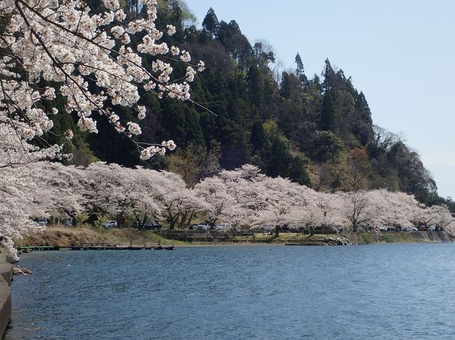 コロナのおかげで自粛自粛で息が詰まりそうな毎日や、他人との接触の無い形で花見やったらええかな。<br />日本さくら１００選にも入る、海津大崎の桜を目指すことに！<br />タイトルのビワイチというのは、自転車で琵琶湖を１周することなんやけど、到底そんな気力に体力も無いし、車でぐるりと琵琶湖を１周してきました。