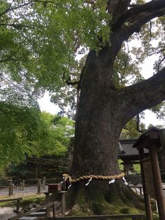 新型コロナウイルス収束を祈って少しリフレッシュ☆事任八幡宮☆