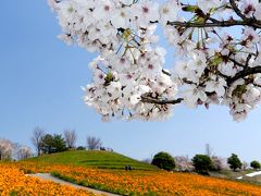 「八王子山公園」のポピー_2020_芝桜もネモフィラも見頃、サクラも残ってます（群馬県・太田市）