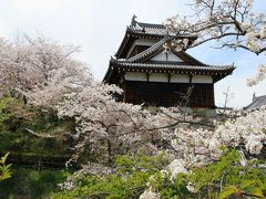 大和郡山市の郡山城跡の桜