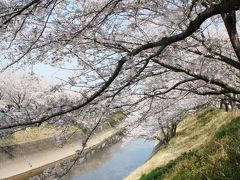 桜ウオーク　　新境川から境川へ