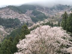 電車を乗り継いで、吉野へ。ひと目千本の桜をゆっくり堪能しました。