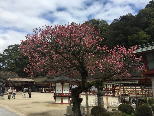 福岡・山口遠征 (その6) 太宰府② あ～あ、満開を見たかったなあ。太宰府の梅！　