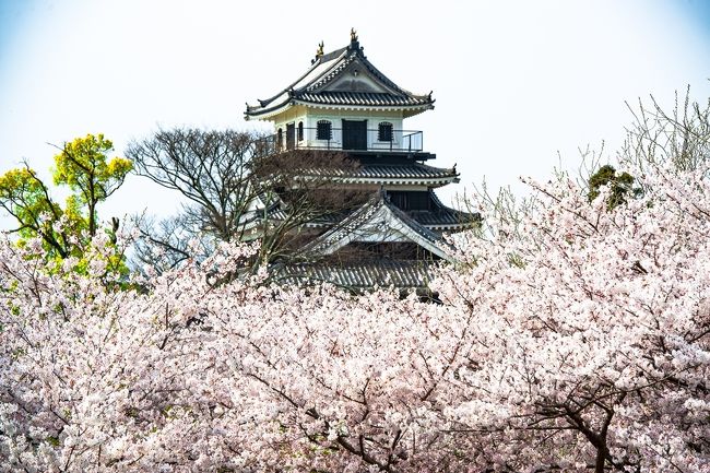 　桜が散り始めた中津、二の丸公園と大貞公園で桜吹雪を見てきました。