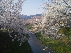 山口の桜散歩