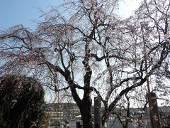 来年の花見は枝垂れ桜の桜並木で