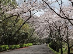 香川・桜さんぽ…ひっそりとした春