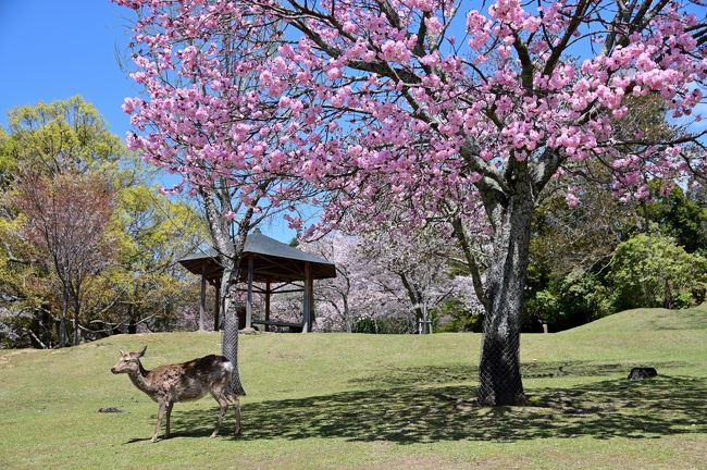 2019年、さくらの名所を巡る旅。<br />今回は3泊4日をかけ、中国・近畿地方の桜スポットを思いつくまま周遊することに。<br /><br />最終日、朝から大和郡山を観光したのち奈良市内へと戻り、市内中心部に広大な敷地を有する「奈良公園」へ。<br />東大寺や春日大社などの歴史的なスポットを包含する公園ですが、春には様々な種類の桜が1,000本以上も咲き誇る桜の名所でもあります。<br /><br />奈良のシンボルである鹿が群れ遊ぶ園内で、ここでしか見ることのできない桜とのレアな共演・・・さてさて、どんな素敵な光景に出会うことができるのでしょうか。。。<br /><br /><br />〔2019さくらの名所を巡る旅 アウトライン〕<br />●Part.1(1日目①):松江城/松江城山公園(日本100名城/さくら名所100選)<br /> https://4travel.jp/travelogue/11478799<br />●Part.2(1日目②):松江城下町(堀川めぐり)<br /> https://4travel.jp/travelogue/11480502<br />●Part.3(2日目①):津山城/鶴山公園(日本100名城/さくら名所100選)<br /> https://4travel.jp/travelogue/11484252<br />●Part.4(2日目②):中山神社(美作国一之宮)/城東(重伝建地区)<br /> https://4travel.jp/travelogue/11491168<br />●Part.5(3日目①):姫路城①(日本100名城/さくら名所100選)<br /> https://4travel.jp/travelogue/11593194<br />●Part.6(3日目②):姫路城②(日本100名城/さくら名所100選)<br /> https://4travel.jp/travelogue/11601496<br />●Part.7(4日目①):大和郡山城(続日本100名城/さくら名所100選)<br /> https://4travel.jp/travelogue/11613989<br />●Part.8(4日目②):奈良公園(さくら名所100選)【この旅行記】<br />●Part.9(4日目③):大神神社(大和国一之宮)<br /> https://4travel.jp/travelogue/11618583