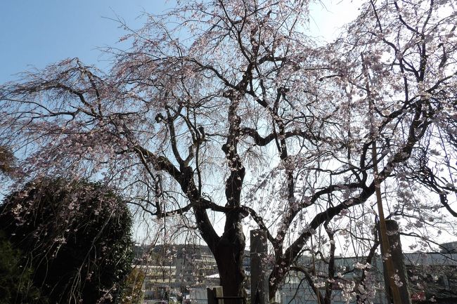 　今年の桜見はと言えば、新型コロナウィルス感染拡大で外出自粛から緊急事態宣言になり、基本的には4月初旬で終わった。それでも今年は記録的な暖冬の影響であろう、桜の開花は例年よりも早く、枝垂れ桜に関しても県内西部（西湘）や横浜市南部の枝垂れ桜を見ることができた。<br />　東京・横浜は国内では桜が最も早く咲く地域であり、桜前線が北上すると思われているのは東京や横浜から見た場合であろう。京都であれ、東京よりも開花が遅い西日本の桜の名所が多くある。<br />　日本人なら誰でも染井吉野よりは枝垂れ桜の方が綺麗だと思っている。夜桜（染井吉野）で有名な高田城址でも枝垂れ桜が植えられた場所が撮影スポットとして多くの花見客が写真を撮るために集まる。染井吉野以外でも高遠小彼岸桜（タカトオコヒガンザクラ）で有名な桜の名所・高遠城址公園でも枝垂れ桜が植えられた場所が撮影スポットとして多くの花見客が写真を撮るために集まる。しかし、長野県伊那市では桜を市の「花」に制定し、「日本一の桜の里づくり」計画を策定しているくらいだ。私（わたくし）的には勝間薬師堂の枝垂れ桜（https://4travel.jp/travelogue/10398760）の方が空いていて桜を楽しめた。<br />　しかし、枝垂れ桜の苗は染井吉野の苗よりも桁違いに高く、しかも実生（みしょう）であるために開花までは12、3年も要すると言われている。したがって、日本国内では古刹の境内に1本だけの枝垂れ桜が植えられている場合が多く、せいぜい勝間薬師堂や水月観音堂（福島県郡山市）（https://4travel.jp/travelogue/10665646）のように数本の枝垂れ桜を植えている場合がある程度であった。あるいは、名主や庄屋などの大旦那の屋敷に1本だけの枝垂れ桜が植えられている場合とかであり、江戸時代までは上流階級や金持ちの桜と見なされていたのだろう。明治維新の神仏分離令、それに続く廃仏毀釈で廃寺となった寺院も多くあり、現在でも〇×寺跡の枝垂れ桜として残っている場合（「観音桜」（福島県小野町）、（https://4travel.jp/travelogue/10469454））も見られる。<br />　枝垂れ桜の1本桜といえば、三春の「滝桜」（https://4travel.jp/travelogue/10665574）が余りに有名である。樹齢1,000年とも言われ、福島県中通りではこのように昔から枝垂れ桜の文化が根付いている。京都と供に稀有な地方である。<br />　一方、上記の例外として、秋田・角館（仙北市）には町内に400本の枝垂れ桜が植えられており、城下町に残る武家屋敷の街並みと枝垂れ桜の桜並木を楽しめる。これは旧藩時代（明暦2年（1656年）頃）武家屋敷の各戸ごとに植えられた枝垂れ桜が主なもので153本残っており国指定天然記念物となっている。なお、花見の宴会は桧木内川の河原で行われる。桧木内川堤の染井吉野の桜並木は宴会用、武家屋敷の枝垂れ桜の桜並木は花見用とその役割が異なっているようだ。<br />　こうした中で、昭和の終わり頃になると1,000本の枝垂れ桜が植えられ、桜並木（福島県喜多方市・日中線記念自転車歩行者道）が生まれて来た。平成になると人里離れた山奥に、「神山をしだれ桜で日本一美しい町にしよう」と4,000本の枝垂れ桜を植えた神山しだれ桜（徳島県市美馬市）、1,000本の枝垂れ桜を植えた高見の郷（奈良県吉野郡東吉野村）、1.5kmの枝垂れ桜のトンネルと謳うたけべの森公園（岡山市北区建部町）などの数多くの枝垂れ桜が見られる場所が生まれてきている。染井吉野などであれば、10数km、20数kmの桜並木もあるが、ようやく、枝垂れ桜でも数kmの距離の桜並木が見られるようになった。嬉しいことだ。来年の花見が待ち遠しい。<br />（表紙写真は西林寺の枝垂れ桜）