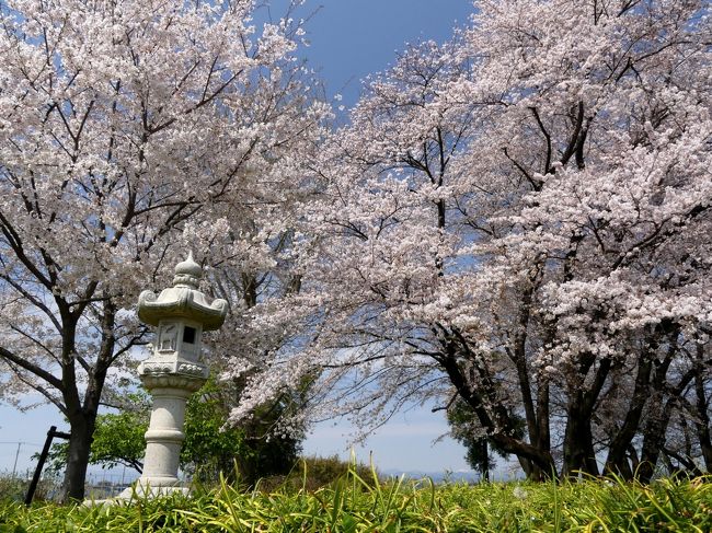 群馬県邑楽町の「恩林寺」に、サクラを見に行きました。サクラは散り始めていましたが、花はたくさん残っていて、まだ綺麗でした。