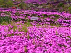 花見のはしご　１か所目は芝桜！　かもんしらお！！