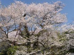 「長柄神社」のサクラ_2020（1)(2）_３月２１日：咲き始め、４月４日：散り始め（群馬県・邑楽町）