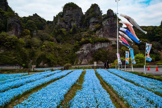 　コロナウィルスが長湯、久住、日田に発生し、山間部も危なくなってきました。<br />　そのため、行先にも苦慮しています。そのような時、耶馬渓のネモフィラも順調に育っていることを思い出し、車で行くことにしました。