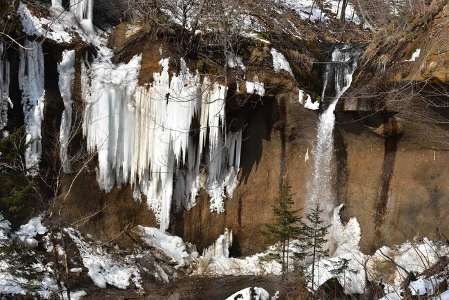 「七条大滝（ななじょうおおたき）」は支笏湖の東側に位置し、樽前山の伏流水を源流とする丸山川の上流にあり、落差16m、滝幅2.3mの大きな滝です。<br />冬になると滝のまわりの岩盤からしみ出る水滴が凍り、やがて神秘的な氷柱の並ぶ世界に変わり、地元では「氷の宮殿」と親しまれています。<br /><br />休暇村支笏湖が主催する「氷結した七条大滝鑑賞ツアー」は、支笏湖ビジターセンターの学芸員がガイドとなり、冬の自然の世界を案内してくれます。<br />スノーシューを履き、雪の積もる森の中や林道をウォーキングすると、動物の足跡や野鳥、木の実、キツツキの穴などに出会います。<br />「七条大滝」手前にある急な階段は、降り積もった雪が凍る急坂となり、個人だけでは行けない難所です。<br />ツアーに参加すると、ガイドさんが雪に埋もれた階段をスコップである程度掘り起こしてくれます。<br />と言っても滑りやすく、手すりを持ちながら慎重に階段を下りると、七条大滝の「氷の宮殿」を鑑賞することができます。<br /><br />支笏湖畔では、最近オープンした王子軽便鉄道ミュージアム「山線湖畔駅」を訪ねます。<br /><br />なお、旅行記は下記資料を参考にしました。<br />・休暇村支笏湖HP<br />・北海道ファンマガジン「神秘的な美しさに目を奪われる！支笏湖近くにある七条大滝の氷瀑」<br />・YAMAP「復路：七条大滝スノーシュートレッキング（第一縦断林道沿い）」<br />・サロンのHAPPY LIFE「氷の絶景に感動！七条大滝へスノーシュートレッキング♪」<br />・北海道ファンマガジン「神秘的な美しさに目を奪われる！支笏湖近くにある七条大滝の氷瀑」<br />・そとあそび「七条大滝スノーシュー」<br />・piroさんブログ、学舎の風景「苫小牧市立丸山小学校」<br />・mapio.net「丸山小学校跡地北西、丸山水源の森」<br />・村影弥太郎の集落気候「丸山」<br />・井伊影男の植物観察「手稲山山麓で春を探す2」：ツルアジサイ<br />・森と水の郷あきた「ツルアジサイ、イワガラミ」<br />・北海道森林管理局「北海道の木」：アカエゾマツ<br />・サトウビンさんブログ、見て知って北海道「北海道に自生するトドマツ・エゾマツ・アカエゾマツの簡易比較」<br />・ホーホー村教育研究所、網走の大きな木「エゾマツ・アカエゾマツ・トドマツ」：実の比較<br />・サントリーの愛鳥活動「コゲラ」「ゴジュウカラ」<br />・新千歳空港ターミナルビルHP<br />・鉄道ホビダス「新千歳空港の札幌市電？」<br />・ウィキペディア「支笏湖」「王子軽便鉄道」「札幌市交通局M100形電車」<br />