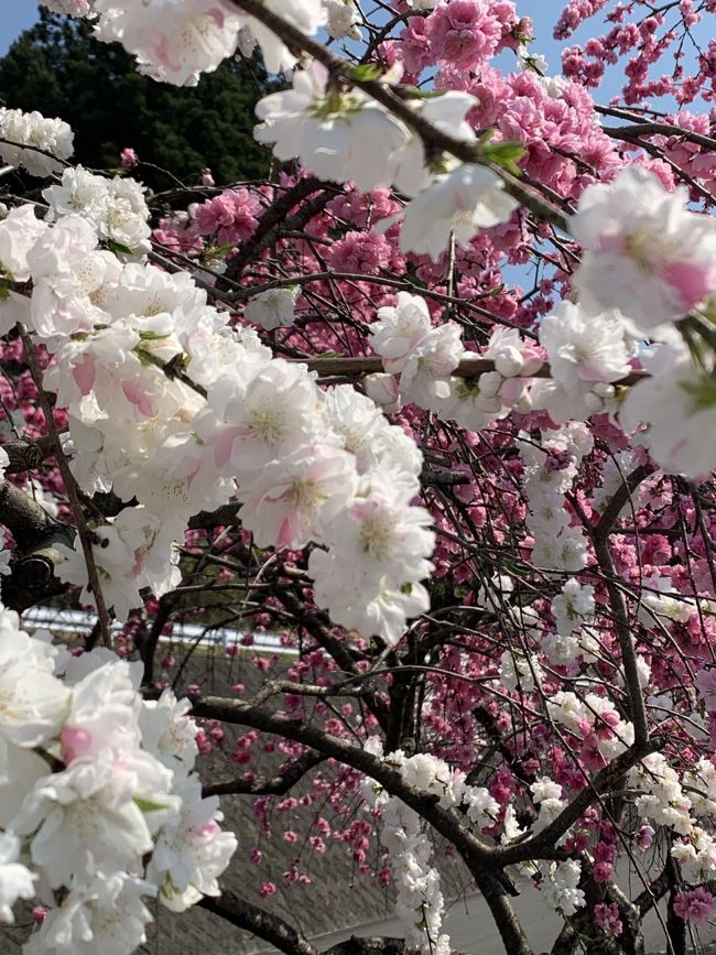 みどり市東町小夜戸・大畑地区に２キロほど、花桃の街道があります。<br /><br />今の時期は桜とモモの饗宴を楽しむことができます。