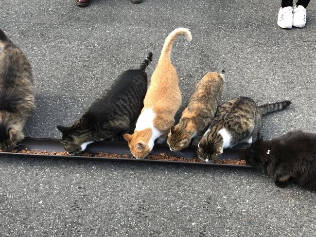 2018年に福井国体があり、サンドーム福井での新体操の競技を見た帰りに、<br />せっかく鯖江まで来たから、と、武生インター近くの<br />越前市にある猫寺で有名な、御誕生寺に立ち寄りました。<br />以前は80匹くらいたそうですが、行った時には10匹くらいの猫ニャンがいらっしゃいました。<br />ほっこりと癒されるお寺でした。<br />ランチは敦賀のリストランテカルドさんで秋になったら、必ずいただく<br />栗のパスタをいただきました。美味でした～。<br />猫ニャンばかりで中身が薄～い旅行記です、、(^^;;