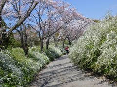 サクラ　（愛知緑化センター＆東谷山フルーツパーク）