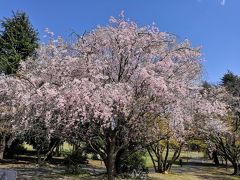 ☆２０２０年　春が来た！　散歩に行こう！☆4月　今年の桜は早い。所沢　航空公園　No2