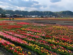 コロナ報道ばかりで沈んだ気持ちに華やかなチューリップ達が元気を分けてくれました(^^)v