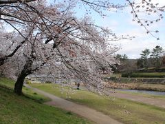 京都の桜、賀茂川