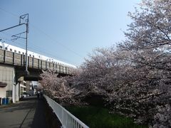 元住吉のさくら・新幹線の脇の矢上川