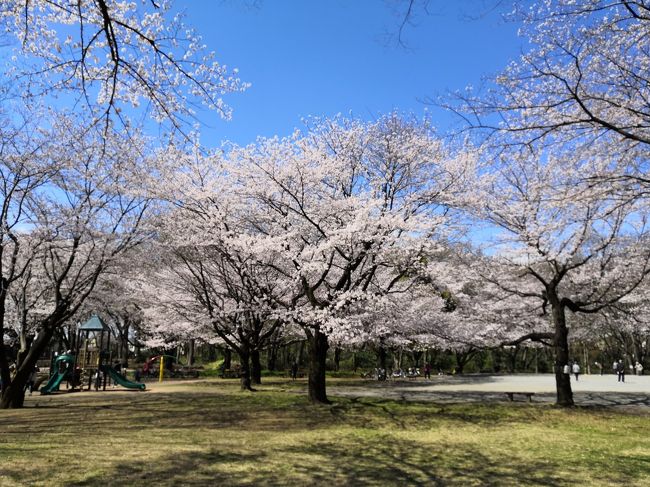 ☆２０２０年　春が来た！　散歩に行こう！☆３月　今年の桜は早い。中央公園　多摩湖自転車道路No1
