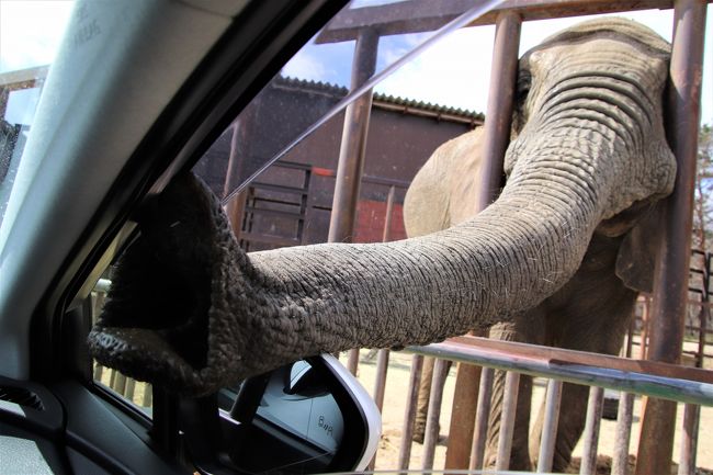 餌やり体験出来ますが草食獣ゾーンでは餌が欲しい動物たちが車に押し寄せて来るので安全性に問題ありです。受付でシマウマが窓硝子を割った事故があった。事故があった場合は責任は負えないこと、2000円で代車レンタルがあることなど一応説明はありましたが今まで自家用車でサファリパークに入場して問題がなかったので10月に買ったばかりの新車で入場しました。餌を求めて動物が車に殺到し、ヤギが車に乗り上げてボディをガリガリ音がしました。草食獣に囲まれているので車を発進させることも出来ず立ち往生状態になりパニックになりました。事故が起こっても責任は負いませんではなくて事故が起きないシステムに改良すべきだと思います。私は2度と東北サファリに行くつもりはありません。今後東北サファリに行かれる方は少々割高になりますが代車をレンタルして入場して下さい。また草食動物たちの唾液が車に付くので衛生面からも自家用車での入場はお勧めできません。