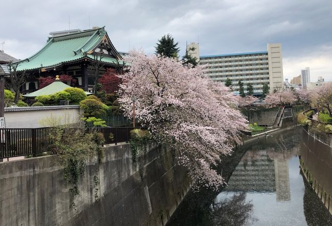 コロナのために外出自粛で出歩くことを控えています。<br /><br />私自身は月に数回やっていた仕事が休みになり、体育館、図書館は閉館、趣味のサークル活動も休みで家にこもっていたら、体重が1.5㎏、体脂肪が2%増えました。少しじゃないか、と言うなかれ。今までほとんど変わらなかったので、これは大変。<br /><br />それよりも本やパソコン、テレビばかり見ていたら、肩こり、目の疲れがひどくなり頭痛までもが・・・。<br /><br />それで健康のために、いつもより長く、遠くまでウォーキングをすることにしました。どうせなら桜の咲いているところを歩きたい。一人黙々と歩きました。<br />3月30日から一週間の間に撮った写真です。東京の桜はもう見頃を過ぎていますが、まだまだきれいでした。<br /><br />