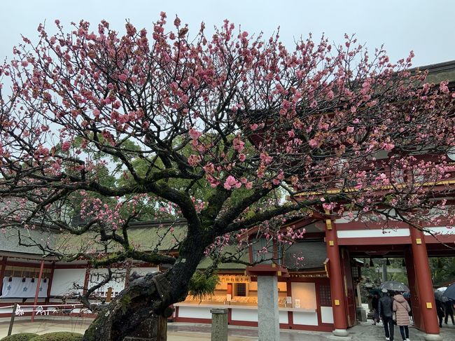 　前々から太宰府天満宮へは行ってみたいことがありまして、どうせ行くなら2月の梅の季節に行こうと思い、今回の旅行を計画しました。余った時間は福岡市内の観光を行う予定でしたが、新型コロナウィルスの影響で多くの観光施設が閉館していることや、当日は雨降りで大変だったこともあり、途中で予定を変更し、一日目は午前は大宰府、午後は福岡市内観光にして、二日目は別府へ行きました。別府は前回素通りし、そういえば別府の「地獄めぐり」をしていなかったなあということで、観光の定番ですが「地獄めぐり」をしてきました。<br />　行程は一泊二日。土曜日の朝に伊丹空港から福岡空港へ行き、路線バスで大宰府へ行きました。大宰府観光をした後、福岡市内へ行って、福岡市内を少し観光しました。二日目は、博多駅から高速バスで別府へ行き、定番の「地獄めぐり」をした後、大分空港から大阪へ帰るというものです。<br />　旅行記は3回にわけてご紹介し、今回は一日目午前の大宰府・福岡市内に訪問した場所をご紹介したいと思います。今回の感想としては、訪問先が非常に中途半端な感じになってしまい、雨が降っていなければよかったのに、という状況でした。機会がありましたら、再度行きたいと思いました。<br />