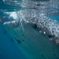 ジンベイザメと泳ぐフィリピンセブ島の旅　1日目