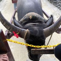 1泊2日の弾丸石垣の旅②　竹富島編