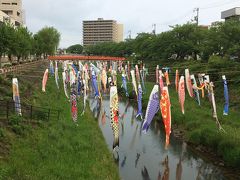 朝から鳥取市中心部を流れる袋川周辺をぶらぶらし、何故か名無しイベントの大量の鯉のぼりを眺めました