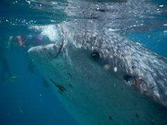 ジンベイザメと泳ぐフィリピンセブ島の旅　1日目