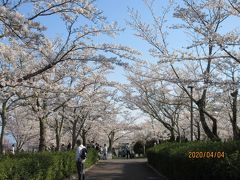 名勝摂津峡公園(通称桜公園)に散歩がてら花見に行って来ました