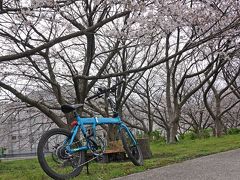 桜見物 2020.03.30 ＝4.自転車でGO!潤井川沿いを走りました＝