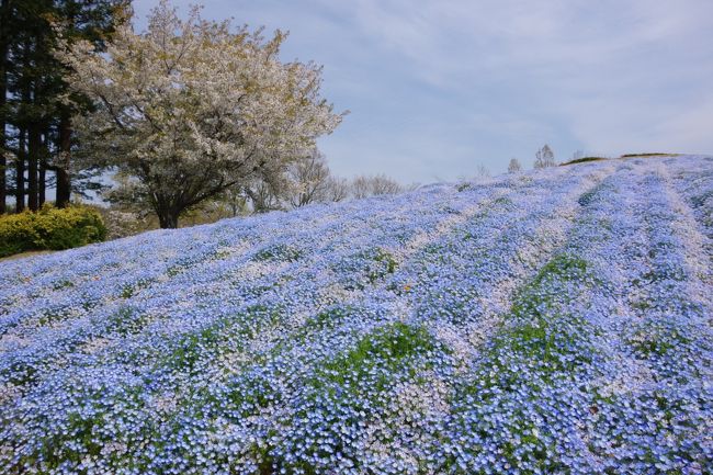 午後から雨の予報だし、ネモフィラがちょうど見頃という事で国営まんのう公園へ行ってきました。<br /><br />コロナ渦が気になるものの、野外だし、気をつけて行けば良いかなと思い切って出かけました。<br /><br />満開のネモフィラやチューリップを堪能して、讃岐うどんは「長田うどん」へと。<br /><br />少し足を延ばして「道の駅空の夢もみの木パーク」でこんぴら産の茹で筍やスパイス付き地鶏、イチゴジャムなどを買って、最後にカレンズで美味しいパンを買って帰りました。