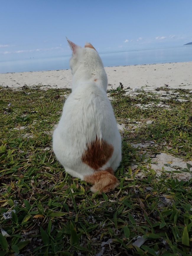 大好きな石垣島、今回は冬に行って来ました。<br />往復ピーチアビエイションを利用、冬でも<br />石垣島は楽しかったです!<br /><br />竹富島はネコの島でもありました。<br />ネコ好きには最高に飽きる事がない場所でした。