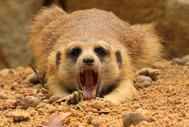 動物ずくめのシンガポールひとり旅 17 シンガポール動物園 アフリカと北極の部