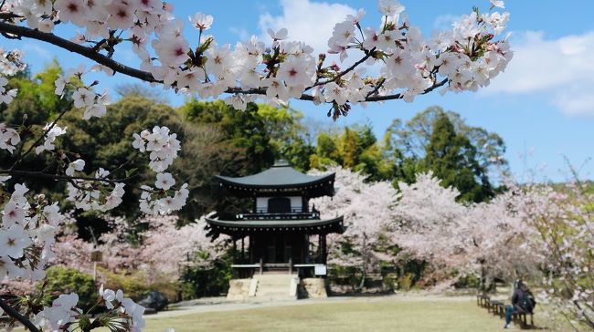 何度でも見たい京都の桜(*´▽｀*)<br />足繁く通っている京都ですが、１年のうちで街が<br />最も華やかな季節(*´▽｀*)<br />ここ最近、桜の時期と紅葉の時期にＭちゃんと<br />京都に来ているのが定番で今年も行こう！って事で<br />１１月末にホテルを予約☆<br />ですが、今年はいつもとは違う春になっていしまいました、、、<br />コロナウィルスという見えない敵に悩まされる日々（涙）<br />そんな中、行ってもいいだろうか？という気持ちもありましたが、<br />マスク、除菌シート、除菌スプレーなど準備をして<br />行ってきました！<br /><br /><br />この旅行記はコチラの続きです☆★☆<br />２０２０年４月　美酒美食桜に酔いしれて♪①～「神泉苑」～「二条城」でお花見～「京 上賀茂 御料理秋山」で至福時間♪～<br />https://4travel.jp/travelogue/11609828<br /><br />２０２０年４月　美酒美食桜に酔いしれて②♪～「大福寺＆御金神社」～「ANAクラウンプラザホテル京都」～「エンボカ京都」～映えカクテルで〆♪<br />https://4travel.jp/travelogue/11616323