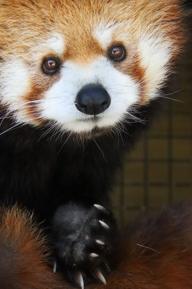 車デビュー敢行 甲府市遊亀公園附属動物園 後編 レッサーパンダの超絶キュートなクウちゃん初めまして 美形さが際立つホクトに札幌以来の再会 甲府 山梨県 の旅行記 ブログ By まみさん フォートラベル