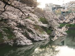 来年は晴れやかな気持ちでお花見を！　千鳥ヶ淵の桜