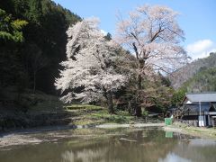 苗代桜と下呂温泉