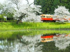 満開に桜咲く飯給駅