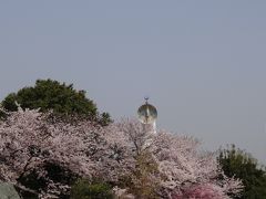 お花見2020　万博記念公園