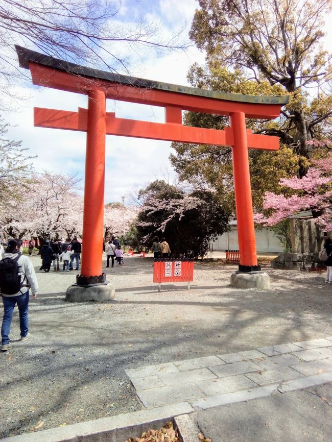 上賀茂神社を参拝、賀茂川で弁当を食べた。<br />このあとバスに乗って平野神社を目指す。<br />直通バスはないので乗り継ぐか、近くまで行って歩くか。<br />最初に来たバスに乗ってみた。<br />路線図を見るとワンブロック手前まで行けるようだ。<br />西大路に行きたかったが千本北大路で降りることに。<br />近くにあった上品蓮台寺の桜を見て住宅地に入りわら天神宮を目指す。<br />ほんの2km弱の行程なんだけど先程の賀茂川の散策がじわじわと足に来る。<br />普段の運動不足を露呈している。<br />わら天神宮、桜で有名な平野神社、北野天満宮を縦走して北野のバス停から嵐山へ向かう。<br />平野神社、嵐山とも例年よりは少ないとはいえ、結構な人出であった。