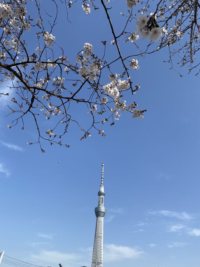 今年は桜の開花がとても早く、お彼岸にはお花見が楽しめる状態でした。<br />しかし!新型コロナウイルスの影響でお花見も自粛されていて(´・ω・`)<br /><br />そのためいつもより人出は少なくなっていましたが、お天気の良かった三連休に隅田川、そして夜の石神井川へ出掛けてみました。<br /><br />この春のお出かけはこれが最後になるのかも・・・