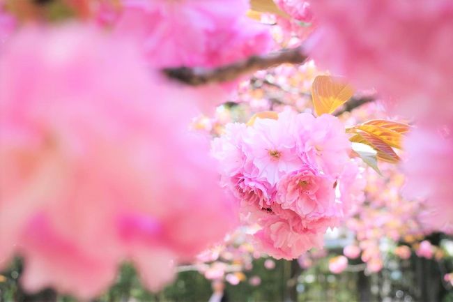 荻窪の大田黒公園に行ってきました。<br /><br />園内のサトザクラがちょうど満開で、新緑と合わせて綺麗な風景が広がっていました。<br /><br />紅葉で有名な場所ですが、春の桜の時期もおすすめです。<br /><br />▼ブログ<br />https://bluesky.rash.jp/blog/walking/ohtakuro2020spring.html