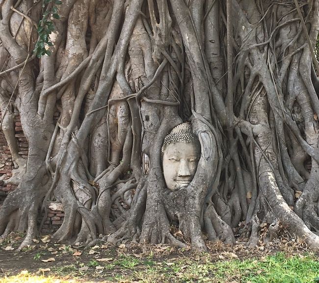 タイ旅行8日目1月29日<br />今日は古都アユタヤで遺跡巡り。<br />ワットマハータートで木の根に取り込まれた仏像を見て<br />ワットラーチャブラナでクメール様式の仏塔に上り<br />ワットタンミカラートで首だけ大仏やたくさんの鶏の置物を眺め<br />ワットプラシーサンペットで3基の仏塔が並ぶ写真を撮り<br />ヴィハーン プラ モンコン ボピットで黄金に輝くおおきな座仏を見て<br />ワット ローカヤースッターで野外で横たわるおおきな涅槃仏を見て<br />クンペーン レジデンスでくつろぎ・・<br />ワットマハータート前のお店に自転車を返したら<br />9人乗りの乗り合いバンでバンコクに戻ります。<br /><br />バンコク到着後は地下鉄とBTSを乗り継いでホテルまで戻り、チェックインして一休みしたら<br />タクシーで【バーン カニタ & ギャラリー (サトーン店)】まで行きおいしいディナー<br />腹ごなしに駅まで歩いてBTSに乗って戻りました。<br /><br />アユタヤからバンコクまで戻る忙しい一日でした。