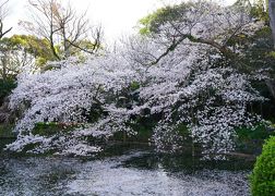 一宮巡詣～伊豆・三嶋大社の桜と鰻（2020.4）